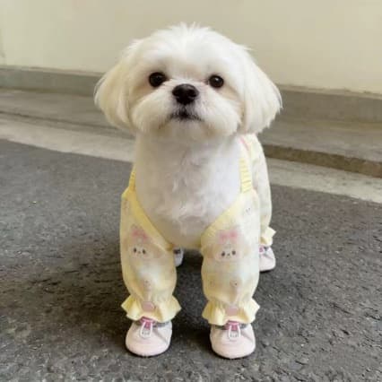 Supplier photo of Small Dog Four-Legged Dust Pants - Protective Leg Covers for Poodle and Bichon Frise Outdoor Use